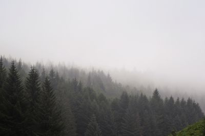 Lady Clough Forest